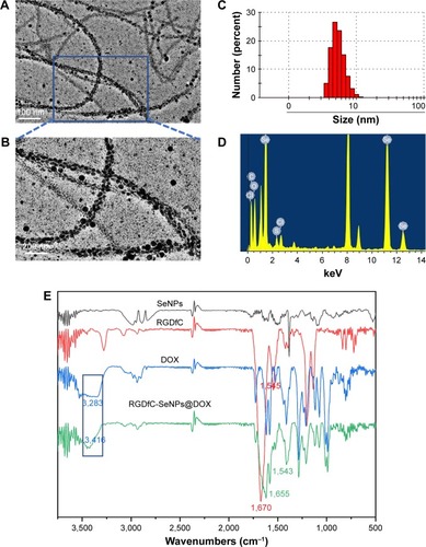 Figure 1 (A) TEM image of RGDfC-SeNPs@DOX. (B) The magnified TEM image of RGDfC-SeNPs@DOX. (C) Size distributions of RGDfC-SeNPs@DOX. (D) EDX analysis of RGDfC-SeNPs@DOX. (E) FTIR spectra of SeNPs, RGDfC, DOX and RGDfC-SeNPs@DOX.Abbreviations: DOX, doxorubicin; EDX, energy-dispersive X-ray spectroscopy; FTIR, Fourier-transform infrared spectroscopy; RGDfC, Arg-Gly-Asp-D-Phe-Cys peptide; SeNPs, selenium nanoparticles; TEM, transmission electron microscopy.