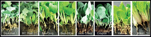 Fig. 2. Clubroot reaction of cultivars of broccoli, Pak/Bok choy, Brussels sprouts and napa cabbage inoculated with Plasmodiophora brassicae pathotype 6 (ECD 16/0/14) under controlled environmental conditions.