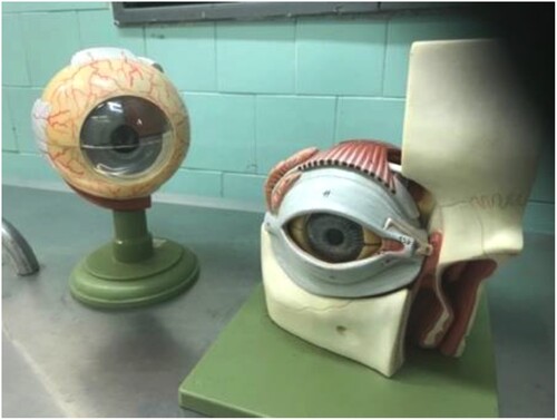 Figure 4. Eye models used in the dissection laboratory in Budapest, 2019. Courtesy of Rachel Vaden Allison.