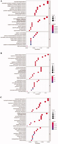 Figure 4. Integrated DEGs in kidney of AAV for enriched GO terms (A) Glomerular compartments DEGs, (B) Tubulointerstitial compartments DEGs, (C) Glomerular and tubulointerstitial compartments DEGs. BP: biological process, CC: cell component, MF: molecular function.