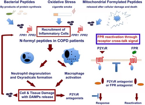 Figure 2 Role of formylated peptides and FPRs in the initiation and progression of COPD in smokers. Formyl peptides are present in tobacco leaves. They are active components of mainstream and side stream cigarette smoke. Formyl peptides are also actively secreted by pathogens or passively released from dying host cells after tissue injury. The major component of formyl peptides, N-Formyl-L-methionyl-L-leucyl-L-phenylalanine (FMLP), can promote by itself the recruitment of inflammatory cells. FMLP engagement of its high-affinity receptor FPR1 can lead neutrophil degranulation and release of superoxide anion, as well as macrophage activation and polarization. These inflammatory cells cause an overload of oxidants and proteases, which lead to epithelial cell death and DAMPs release (ie endogenous ATP, AGE, mitochondrial formyl peptides, HMGB1, MyD88, etc.) in the microenvironment. This may result in the activation of other PPRs, which amplify the inflammatory response. The reactivation of desensitized FPRs by P2Y2 ligation is also reported in the figure. This image is the property of the authors.