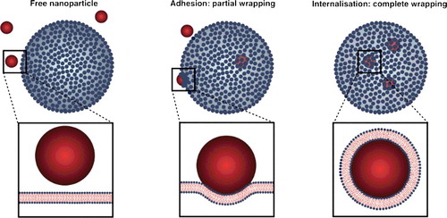 Figure 1. Three possible end points for NPs in contact with a membrane. Three possible outcomes for the NP-membrane interaction are illustrated: free NP in the environment, NP adhesion to membrane and NP complete wrapping and internalisation.