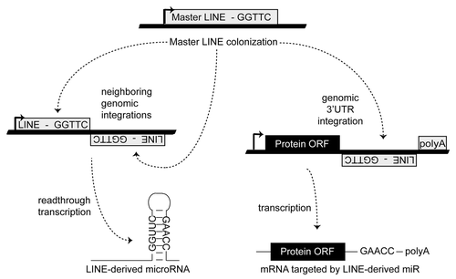 Figure 2. Establishing a miR regulatory network. MiR regulatory networks are formed when an advantageous regulation arises from a series of random TE insertions into expressed genomic loci, and the formation of a TE juxtaposition by the positive and negative strand insertions of related TEs. Thick lines indicate genomic DNA and thin lines denote RNA. Figure adapted from.Citation23