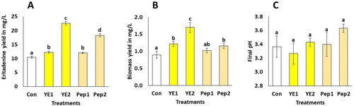 Figure 2. Eritadenine yields, biomass and final pH in submerged cultures using various nitrogen sources. The values presented are the means with standard deviations (±DS) and are based on a sample size of n = 3. Different letters above the bars show statistical differences at p < 0.05; eritadenine and biomass (A and B) were evaluated by ANOVA and Tukey tests, while final pH (C) evaluated by Kruskal-Wallis test. YE1 is yeast extract at 1 g/L; YE2 is yeast extract at 2 g/L; Pep1 is peptone at 1 g/L; Pep2 is peptone at 2 g/L.