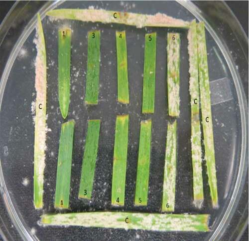 Fig. 2 (Colour online) Powdery mildew symptoms developed on leaf segments of wheat genotypes containing Pm1a (1), Pm1c (3), Pm1d (4), Pm1e (5), Pm2 (6), or no effective Pm (c) genes, 12 d after inoculation with a Blumeria graminis f. sp. tritici isolate from Virulence Phenotype 33