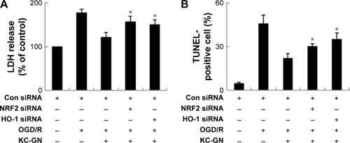 Figure 9 NRF2 signal silencing eliminates the protective effects of KC-GNs.Notes: Cells were transfected with the control siRNA and siRNA targeting NRF2 or HO-1. In all, 24 h after the transfection, cells were treated with KC-GNs for 1 h and then treated with OGD/R, followed by the LDH assay (A) and the TUNEL assay (B). *P<0.05 relative to the OGD/R-treated group.Abbreviations: HO-1, heme oxygenase-1; KC-GN, Kalopanacis Cortex extract-capped gold nanoparticle; LDH, lactate dehydrogenase; NRF2, nuclear factor erythroid 2-related factor 2; OGD/R, oxygen–glucose deprivation/reoxygenation; siRNA, small interfering RNA; TUNEL, terminal deoxynucleotidyl transferase dUTP nick end labeling.