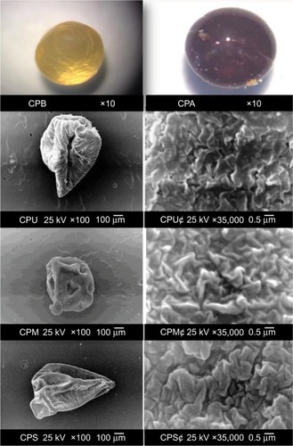 Figure 2 SEM images of loaded and unloaded capsules.