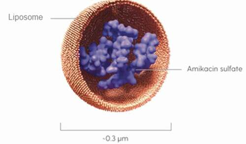 Figure 3. Depiction of Amikacin Liposome Inhalation Suspension (ALIS) Liposome Structure Source: Amikacin liposomal inhalation suspension [package insert] 2020 [Citation97]