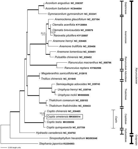 Figure 1. The plastid phylogenomic tree of Coptis omeiensis as well as other Ranunculaceae species inferred from Bayesian analysis. Branches with 100% PP value, 100 likelihood 100 parsimony bootstrap values are shown in bold lines. Otherwise, MP bootstrap values/ML bootstrap values are shown above and pp values are below each branch.