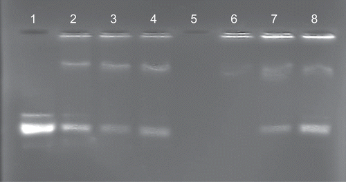 Figure 4.  Band shift assay of modular lipoplex assemblies. Plasmid pGL3 (1 µg) in 25 µl HBS was incubated with cationic liposomes (lanes 2–4, 3 µg; lanes 6–8, 4 µg) and streptavidin(bio2-AOM) (lanes 2–4 and 6–8, 9, 10, and 11 µg, respectively). After 30 min samples were subjected to electrophoresis on 1% agarose gels.