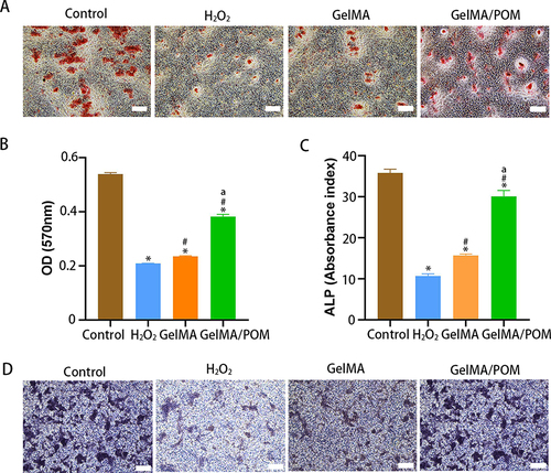 Figure 4 The osteogenesis properties of GelMA/POM hydrogel in vitro. In vitro assay of effects of hydrogel on ALP activity and extracellular calcium nodule production during osteogenesis differentiation of MC3T3-E1. (A) Alizarin red S staining. (B) Quantitative analysis of mineralized nodules. (C) Alkaline phosphatase activity. (D) Alkaline phosphatase staining. (*,# And a indicate p < 0.05 in comparison with the Control group, H2O2 group and GelMA group respectively). (Control, cells cultured without H2O2). (n = 3, each group). Scale bar: 200 μm (A) and 200 μm (D).