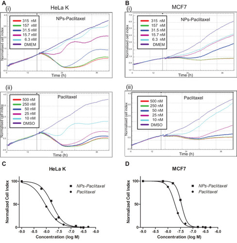 Figure 4 Monitoring of Paclitaxel-loaded PPSu-PEG NPs cell toxicity versus free Paclitaxel. HeLa K and MCF7 cells were treated with either Paclitaxel-loaded PPSu-PEG NPs, or free Paclitaxel and real-time monitored for 48 h after drug addition, using the RTCA assay. (A) Graphs representing normalized cell index of HeLa K cells treated with (i) Paclitaxel-loaded PPSu-PEG NPs (ii) free Paclitaxel, (B) Graphs representing normalized cell index of MCF7 cells treated with (i) Paclitaxel-loaded PPSu-PEG NPs, and (ii) free Paclitaxel. Cells were treated in duplicates with the indicated concentrations. (C–D) Dose response curves resulting from the RTCA assay for IC50 values of HeLa K (C) and MCF7 cells (D), treated with either Paclitaxel-loaded PPSu-PEG NPs (NPs-Paclitaxel) or free Paclitaxel.