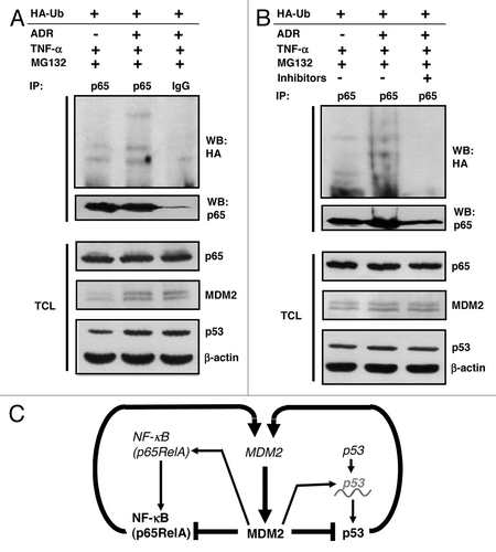 Figure 8. Regulation of p65RelA by p53 via MDM2. (A) Increase of p65RelA ubiquitination in cells overproducing endogenous MDM2 upon activation of endogenous p53. HCT116 cells harboring wild-type p53 were transfected with 4 μg of plasmid producing HA-ubiquitin. After 24 h, cultures were treated with doxorubicin (0.34 μM) for 10 h to activate p53. Finally, cells were exposed to TNFα (20 ng/ml) and MG132 (10 μM) for another 2 h. HA-ubiquitinated p65RelA was immunoprecipitated from denatured cell extracts with polyclonal anti-p65RelA antibody or irrelevant antibody (IgG). Proteins were analyzed by standard western blotting. TCL, total cell lysate. (B) Same experiment as in (A), except that one of the cultures that were activated with doxorubicin received, in addition to TNFα and MG132, a cocktail of the MDM2 inhibitors I (200 μM) and II (5 μM) for 2 h. (C) Schematic presentation of some of the MDM2:p65RelA and MDM2:p53 feedback interactions. Genes are shown in italic, proteins in bold print. p53 (italic, with wave line) indicates p53 mRNA. Arrows denote activation, T bars inhibition.