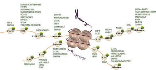 Figure 1. The nucleosome octameric structure consists of four core histone pairs: H2A, H2B, H3 and H4. As E3 ubiquitin ligases, RING finger proteins ubiquitinate different Lys (K) sites of histones. The RING finger proteins corresponding to the ubiquitinated histone Lys sites are shown. Also see also Table 1 for references.K: Lysine; Ub: Ubiquitin; Unknown: Lysine site remains unknown.