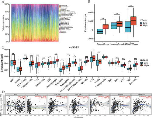 Figure 4 The relationship between ITGA11 and immune infiltration. (A) The proportion of infiltrating immune subsets in STAD. (B) The association between immune infiltration and ITGA11 expression according to ESTIMATE, immune, and stromal scores. (C) Differences in immune cell infiltration according to ITGA11 expression. (D) Correlation analyses between ITGA11 expression and CD8 active T cells, CD4 active T cells, macrophages, neutrophils, and dendritic cells. ITGA11 was inversely correlated with memory B cells. *p < 0.05; **p < 0.01, ***p < 0.001.