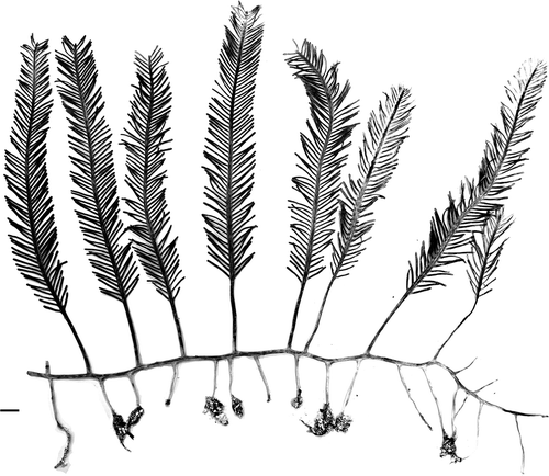 Fig. 7. Herbarium sheet of Caulerpa ashmeadii Harvey (TS1824) newly collected from the Florida Keys (Long Key) for DNA sequencing and morphological illustration. Scale bar: 1 cm.