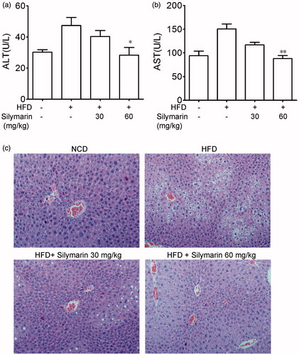 Figure 3. Silymarin improved HFD-induced hepatic injury. Mice were fed with NCD or HFD for 14 weeks, then treated with silymarin for 3 weeks, followed by 12 h fasting. (a) ALT and AST levels in serum were determined. (b) Hematoxylin and eosin staining of liver (400×) was showed. Values are means ± SD (n = 8). *p < 0.05 and **p < 0.01 compared to HFD group.