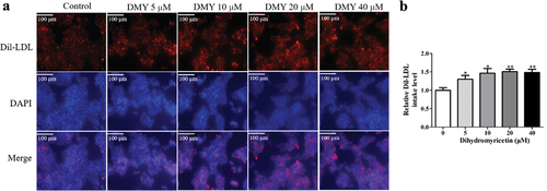 Figure 2. DMY increased LDL uptake in HepG2 cells. (a) Representative fluorescent micrographs show the intake levels of DiI-LDL (red) in HepG2 cells treated with DMY (5–40 µM). (b) Quantitative analysis showing Dil-LDL levels in HepG2 cells treated with DMY (5–40 µM). The values are expressed as means ± SEM (n = 3). *p < .05 and **p < .01 compared with the control group. DMY, Dihydromyricetin. LDL, low-density lipoprotein.