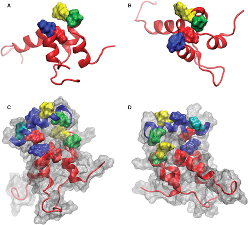 Figure 1. Images of sAnk-1 alone and the sAnk-157–122:Obsc6322–6339 complex. (A) Top and (B) side views of the hydrophobic hotspot within the binding region of sAnk1, from the 30 ns time frame of the sAnk-1 monomer MD simulations. The backbone is shown in red cartoon representation while the four surface-exposed hydrophobic residues: Val-70 (green), Phe-71 (yellow), Ile-102 (blue), and Ile-103 (red) are shown as surface representations, (C) Front and (D) rear views of the sAnk-157–122:Obsc6322–6339 complex. sAnk-1 is shown in a red cartoon representation along with the four residues shown in panels A and B; obscurin is shown in a blue cartoon representation with L6326 (green), V6328 (yellow), I6332 (blue), V6334 (red) and V6336 (cyan) shown as a surface representation. Full solvent accessible surfaces representations of both proteins are included as white transparent surfaces. Structures for panels C and D were from the 7.7 ns time frame of the 30 ns MD simulation of wild type sAnk1 in complex with Obsc6322–6339, which has an average VDW interaction energy of 1.62 kcal/mol between I102 of sAnk1 and V6334 of obscurin.