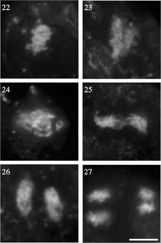 Figs 22–27. Enlargements of chromosomes at metaphase and anaphase. Figs 22–25. Chromosomes at meiosis I, as shown in fluorescent photomicrographs of enlarged portions of the nuclei in Figs 10–12, 14, respectively. Figs 26, 27. Chromosomes at meiosis II (enlarged portions of the nuclei in Figs 18, 19). Scale bar: 5 µm.