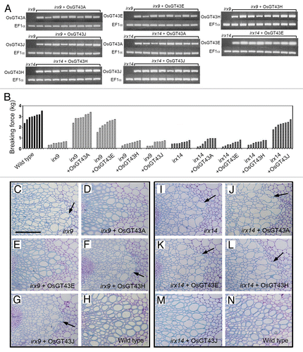 Figure 7. Complementation of the irx9 and irx14 mutants by expression of OsGT43 genes. Rice GT43 cDNAs driven by the CaMV 35S promoter were introduced into irx9 or irx14 and the bottom parts of inflorescence stems of 10-wk-old transgenic overexpressors were examined for the stem breaking strength (B) and vessel morphology (C to N). Bar in (C) = 97 μm in (C) to (N). (A) Reverse transcription PCR analysis of expression of OsGT43 genes in 8 representative lines of transgenic irx9 or irx14 plants. The expression of the EF1α gene was used as an internal control. (B) Measurement of stem breaking strength of the wild type, irx9, irx14, and the mutants expressing OsGT43 genes. Each bar represents the breaking force of the inflorescence stem of individual plants. (C) to (H) The collapsed vessel phenotype (arrows) in irx9 (C) was rescued by expression of OsGT43A (D) and OsGT43E (E) but not OsGT43H (F) and OsGT43J (G). (I) to (N) The collapsed vessel phenotype (arrows) in irx14 (I) was rescued by expression of OsGT43J (M) but not OsGT43A (J), OsGT43E (K), and OsGT43H (L).