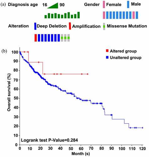 Figure 6. Alterations and overall survival status of SYNJ2 in HCC. (a) Diagnostic age, gender, and SYNJ2 altered types of HCC patients. (b) Difference of overall survival rates between SYNJ2 altered and unaltered groups
