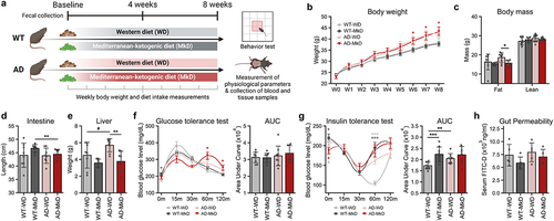 Figure 1. A Mediterranean-ketogenic diet, compared to a standard Western-style diet, improves body-composition in APP/PS1 mice. (a) Schematic study design. (b) Weekly changes in bodyweight. (c) Differences in body mass (%) were evaluated in terms of total fat and lean mass per group. Comparison of (d) total gastrointestinal length and (e) liver weight. Blood glucose level changes in response to (f) oral glucose tolerance test and (g) intraperitoneal insulin tolerance test. The area under curve (AUC) was calculated as an index of glucose tolerance or insulin tolerance for each test. (h) Gut permeability measured by FITC-dextran (n=5/group). See also Figure S1. Data are presented as mean ± SD. Significance was determined by the one-way ANOVA test with post-hoc Dunn’s test. n=8–9 per group (except for gut permeability test). #p<0.1; *p<0.05; **p<0.01; ***p<0.001. For the line plots, the significance between groups was differentiated by color. Light gray color represents the difference between WT-WD and AD-WD, dark gray; WT-WD and WT-MkD, and red; WT-MkD and AD-MkD. WT: wild-type; AD: Alzheimer’s disease (APP/PS1 transgenic) mice; MkD: Mediterranean-ketogenic diet; WD: Western-style diet.