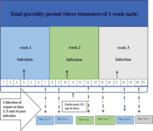 Figure 1. Schematic diagram: Gestational (G) period, embryonic (E) age, infection timings, and organ collection schedules.