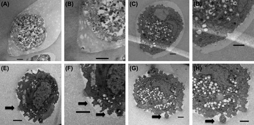 Figure 5. Transmission electron microscopy images of CB MSCs encapsulated in control microcapsules (A, B); 10 μg/ml fibronectin microcapsules (C, D); 100 μg/ml fibronectin microcapsules (E, F); 500 μg/ml fibronectin microcapsules (G, H). Cells were fixed 10 days after encapsulation and processed for electron microscopy. Bars indicate 2 microns.
