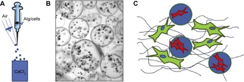 Figure 2 Pericyte tissue engineering with suspended ECs.Notes: (A) The process of pericyte cell encapsulation. (B) Pericytes encapsulated in an alginate microgel reservoir. (C) The communication between suspended ECs and pericytes within alginate microgel by paracrine cellular signals makes the rearrangement of suspended ECs possible, reconstructing three-dimensional remodeling. Reprinted from Biomaterials, 34, Andrejecsk JW, Cui J, Chang WG, Devalliere J, Pober JS, Saltzman WM, Paracrine exchanges of molecular signals between alginate-encapsulated pericytes and freely suspended endothelial cells within a 3D protein gel, 8899–8908, Copyright (2013), with permission from Elsevier.Citation17Abbreviation: ECs, endothelial cells.