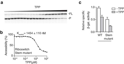 Figure 5. Effect of the A138 stem-loop on riboswitch TPP sensing.(A) Kswitch determination experiment using the SD probe[Citation9]. In vitro transcription experiments (1 mM NTP) were performed using increasing TPP concentrations ranging from 100 pM to 100 µM. The full length (FL) and cleavage products (P) are indicated on the right of the gel. (B) Quantification analysis of experiments shown in (A), yielding a Kswitch value 1454 ± 110 nM. (C) β-Galactosidase assays of transcriptional thiC-LacZ (trX) fusions for the wild-type and stem mutant. Values were normalized to the activity obtained for the wild-type construct in absence of TPP. The average values of two independent experiments consisting of three technical replicates each, with standard deviations, are shown.