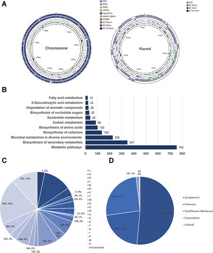 Figure 2 Genomic information of Nocardia terpenica NC_YFY_NT001. (A) Circular representation of N. terpenica NC_YFY_NT001 chromosome and plasmid; (B) NT001 genome-related KEGG pathway; (C) COG categories of NT001 genome (Cellular Processes and signaling: [D] Cell cycle control, cell division, chromosome partitioning; [M] Cell wall/membrane/envelope biogenesis; [N] Cell motility; [O] Post-translational modification, protein turnover, and chaperones; [T] Signal transduction mechanisms; [U] Intracellular trafficking, secretion, and vesicular transport; [V] Defense mechanisms; [W] Extracellular structures; [Y] Nuclear structure; [Z] Cytoskeleton. Information storage and processing: [A] RNA processing and modification; [B] Chromatin structure and dynamics; [J] Translation, ribosomal structure, and biogenesis; [K] Transcription; [L] Replication, recombination and repair. Metabolism: [C] Energy production and conversion; [E] Amino acid transport and metabolism; [F] Nucleotide transport and metabolism; [G] Carbohydrate transport and metabolism; [H] Coenzyme transport and metabolism; [I] Lipid transport and metabolism; [P] Inorganic ion transport and metabolism; [Q] Secondary metabolites biosynthesis, transport, and catabolism. Poorly Characterized: [R] General function prediction only; [S] Function unknown) (D) Subcellular localization of NT001.