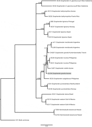 Figure 4. Bayesian phylogenetic tree based on partial sequences of the COI gene. Figures on nodes are posterior probabilities, scale bar refers to branch lengths. The tree was rooted using the species Bulla vernicosa.