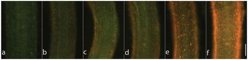 Figure 4. ROS production in lettuce roots after treatments with liquiritin. Lettuce seedlings were treated with liquiritin at concentrations of (a) 0, (b) 0.1, (c) 1, (d) 10, (e) 100 and (f) 1000 μM for 48 h. Roots were stained with DHE. Bright fluorescence shows ROS production (presumably O2−). Bar = 200 μm.