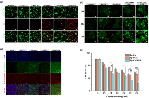 Figure 4. (a) Calcein-AM/PI staining of HepG2 cultured 24 h with different treatments. (b) Fluorescent images of DCFH-DA assays of HepG2 cells incubated with different treatments. (c) Fluorescent images of JC-1assays of HepG2 cells under different conditions. Scale bar: 25 μm. (d) ATP level of HepG2 cells after incubation with different treatments (n = 3).