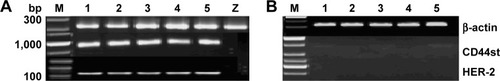 Figure 6 Expression of CD44st and HER-2 mRNA in breast cancer tissues and paracancerous tissues.