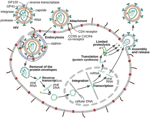 Figure 1. The HIV replication cycle [Citation36].