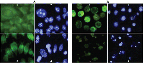 Figure 3.   Immunofluorescence (1,3) and Hoechst (2,4) images of SK-N-MC (A) and K562 (B) cells treated with compound 14. Cells were cultured as described in ‘‘Materials and Methods’’ and then incubated without or with 60 µM compound 14. The fixed cells were stained with the antitubulin primary antibody and the secondary antibody. Effects of compound 14 on microtubules and nuclear organization of SK-N-MC (A3,4) and K562 (B3,4) cells are shown (Magnification ×100).