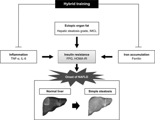 Figure 6 Schematic summary of the beneficial effects of the hybrid training in middle-aged obese women with NAFLD.