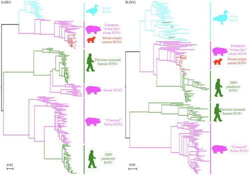Figure 4. Phylogenetic trees of the HA (A) gene of the H1Nx and NA (B) gene of HxN1 IAVs. Representative H1 and N1 sequences were downloaded from the Influenza Virus Resource at NCBI’s GenBank. Alignments and phylogenetic trees were generated using MAFFT. The trees were based on amino acid sequence (open reading frame) of HA and NA. Avian isolates were in blue; swine isolates were in pink; human isolates were in green; canine isolates were in red. Red star indicates virus used in this study.