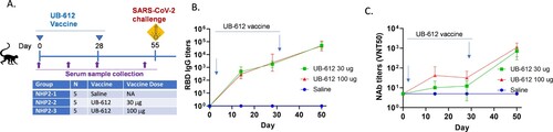 Figure 5. Antibody responses in UB-612 immunized cynomolgus macaques. (A) UB-612 vaccine and saline immunization groups, dosing, and challenge schedule. (B) Temporal RBD-specific antibody responses. (C) Temporal NAb responses against SARS-CoV-2 WA strain. The arrows indicate the time points of immunization. Each curve represents GMT ± SD.