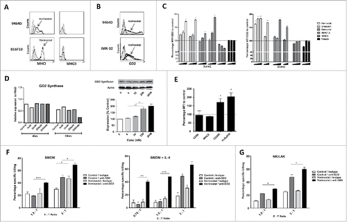 Figure 3. HDACi increase GD2 expression by NBL cells resulting in increased anti-GD2 mAb-mediated killing. (A) Expression of MHCI and MHCII by 9464D and B16F10 cells following incubation with 256 nM Vorinostat or control for 18 h. Gray shading = isotype control, Thin line = control treated, Thick line = Vorinostat treated. Representative data from three independent experiments are shown. (B) Expression of GD2 by 9464D and IMR-32 cells after incubation with 2.5 μM and 256 nM Vorinostat, respectively, for 18 h. Gray shading = isotype control, Thick line = specific staining. Representative data from three independent experiments are shown. (C) Expression of GD2 relative to control by 9464D and IMR-32 cells after incubation with the indicated HDACi for 18 h. Mean Fluorescence Intensity (MFI) of GD2 is depicted. Pooled data from three independent experiments are depicted (*p < 0.05, **p < 0.01). (D) 9464D cells were exposed to indicated concentrations of Vorinostat for 24 h after which cells were lysed and analyzed by qPCR (left) and Western Blot (right) for expression of GD2 Synthase (*p < 0.05, **p < 0.01). Representative data from two independent experiments are depicted. (E) Day 6 BMDM were treated with 20 ng/mL IL-4 for 24 h and analyzed for the expression of CD86, MHCII, CD206 and FcRγ2/3. Pooled data from two independent experiments are depicted (*p < 0.05). (F,G) Treatment of 9464D cells with Vorinostat increases anti-GD2 mAb mediated killing. 9464D cells were incubated for 18 h with 256 nM Vorinostat or control and then co-cultured with indicated effector cells in the presence of isotype control Ab or anti-GD2 mAb (*p < 0.05, **p < 0.01, ***p < 0.001). Representative data from 2–3 independent experiments for each immune effector cell type are shown.