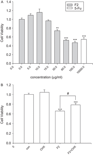Figure 2.  Effect of F2 on U-87 cell viability and the effect of cycloheximide (CHX) on F2-induced U-87 cell death. (A) Cells were treated with increasing concentrations of F2 or 5-Fu (as positive control) for 24 h. Results are expressed as percentage values taking control group as 100%. (B) Effect of CHX on F2-induced U-87 cell death. Cells were exposed to F2 (30 μg/mL) for 24 h with or without CHX (0.1 μg/mL) and analyzed by MTT assay. Data herein are represented as mean ± SE of three separate experiments. **p < 0.01, ***p < 0.001 compared to control group, #p < 0.05 statistically significant difference from F2-treated cells and F2-treated cells in combination with CHX, Dunnett’s test.