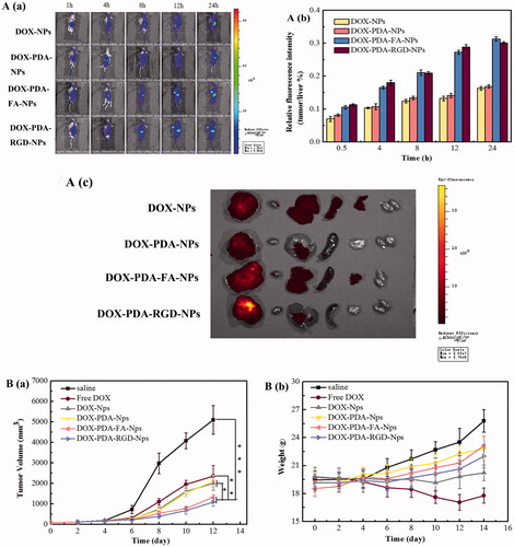 Figure 4. The distribution and in vivo antitumor activity of DOX, DOX-NPs, DOX-PDA-NPs, DOX-PDA-FA-NPs, and DOX-PDA-RGD-NPs toward HeLa tumor-bearing mice. A(a): The distribution of different DOX formulations in HeLa tumor mice at various time point. (b) Average fluorescence intensity of tumors/average fluorescence intensity of liver at various time point. (c) In vivo fluorescence images of major organs of HeLa tumor-bearing nude mice at the end of the experiment (from left to right: tumor, heart, liver, spleen, lung, and kidney). (All data represent the mean ± SD, n = 5). B(a) tumor growth curves. (b) Changes of body weight. (mean ± SD, n = 8). *p < .05, **p < .01, ***p < .001.