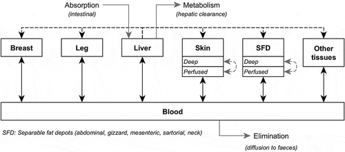 Figure 1. Simplified representation of the PBPK model simulating the absorption/metabolism/elimination (solid grey), blood distribution (solid black), direct uptake from liver through lipid deposition (dotted black), and passive diffusion in tissues (dotted grey) of α-HBCDD in growing broilers.