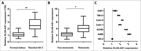 Figure 1. DLX6-AS1 expression is elevated in RCC tissue. (A) q-PCR analysis was performed for testing the DLX6-AS1 expression level in RCC tissues and matched normal kidney tissues. (B) The expression level of DLX6-AS1 in metastatic RCC tissues and non-metastatic RCC tissues was examined by q-PCR. (C) The expression of DLX6-AS1 in several RCC cancer cell lines and normal kidney cell (HK-2 cells). All data was shown as mean ± s.e.m. from 3 independent experiments. *p < 0.05, **p < 0.01.