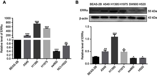 Figure 3 Relative levels of ERRα in different NSCLC cells.Notes: (A) Quantitation of ERRα by quantitative RT-PCR. (B) Quantitation of ERRα by Western blot analysis. ***Compared with BEAS-2B, P<0.001; **compared with vector, P<0.01; *compared with BEAS-2B, P<0.05.