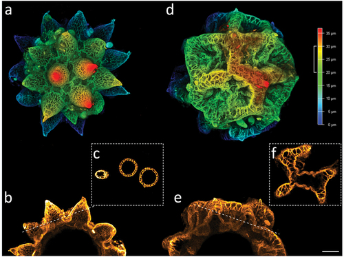 Figure 10. Paramacrobiotus bifrons sp. nov, areolatus- (a–c) and csotiensis- (d–f) type eggs with CLSM, unstained; (a,d) 3D reconstruction of a single hemisphere of the two egg morphotypes, color coded by depth as in the associated scale bar; (b,e) maximum projections of 10 µm sections of (a) and (d), respectively, corresponding to the depth indicated by the white squared bracket on the color-coded-by-depth scale bar; (c,f) cross sections obtained as indicated by the dashed lines in (b) and (e), respectively. b–c, e–f color coded by intensity of autofluorescence signal (from orange, lower, to white, higher). Scale bar: 10 µm.