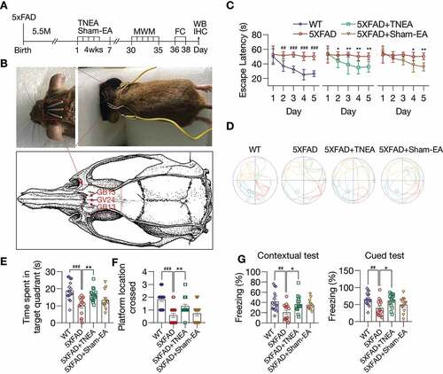 Figure 1. TNEA treatment improved spatial learning memory and contextual fear memory in 5XFAD mice. (A) Experimental procedures. EA: electroacupuncture; MWM: Morris water maze; FC: fear conditioning; WB: western blotting; IHC: immunohistochemistry. (B) EA treatment demonstrating the position of acupoints (GV24 and bilateral GB13), insertion of needles and connection to an electrical stimulator. (C-F) Morris water maze. (C) Representative moving patterns of mice in each group. (D) Quantification of escape latencies (mean ± SEM) in each group (male, n = 12–17). #p < 0.05, ##p < 0.01, ###p < 0.001 vs. wild-type (WT); *p < 0.05, **p < 0.01 vs. 5XFAD; 2-way ANOVA with Bonferroni multiple comparison test. (E) Quantification of times spent in the target quadrant (mean ± SEM, male, n = 12–17) during the probe trial. (F) Quantification of number of platform crossed (mean ± SEM, male, n = 12–17) during probe trial. ###p < 0.001 vs. WT, **p < 0.01 vs. 5XFAD analyzed by one‐way ANOVA. (G) Fear conditioning. The percentage of freezing in contextual and cued test was quantified (mean ± SEM, male, n = 12–17). ##p < 0.01 vs. WT, *p < 0.05 vs. 5XFAD analyzed by one-way ANOVA