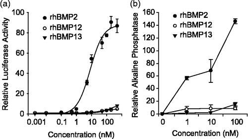 Figure 4.  BMP activity in C3H10T1/2 cells. (a) C3H10T1/2 cells infected with BRE-Luc construct were treated with increasing concentration of rhBMP2, rhBMP12, or rhBMP13. (b) ALP activity in C3H10T1/2 cells following 2-day incubation with 0, 1, 10, or 100 nM of rhBMP2, rhBMP12, or rhBMP13.